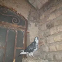 کبوتر ابلغ چاپی|پرنده|هامون, |دیوار