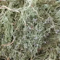 شاتره خشک