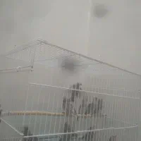 سره|پرنده|خمینی‌شهر, |دیوار