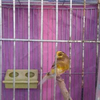 ۶ عدد جوجه قناری بالغ