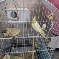 جفت عروس هلندی