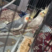 عروس هلندی جفت با تخم|پرنده|بجنورد, |دیوار