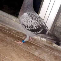 دوبر پلاک ۲۰۲۶
