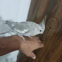 گمشده عروس هلندی