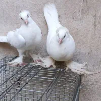 پرنده کبوتر|پرنده|محمدیه-قزوین, |دیوار