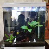 آکواریم دلسا K390|ماهی|کرمانشاه, |دیوار