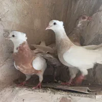 طوقی با سیاه ابادنی