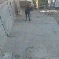 توله ژرمن|سگ|مرودشت, ابوذر شمالی‎|دیوار