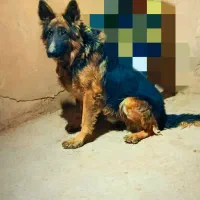 فروش سگ ژرمن