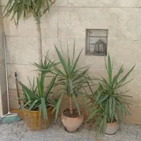 یوکا و کاکتوس
