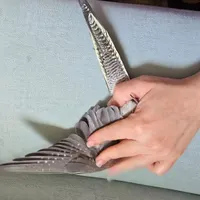 طوطی عروس|پرنده|رشت, چمارسرا|دیوار