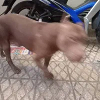 سگ بیت بول|سگ|تهران, هاشمی|دیوار