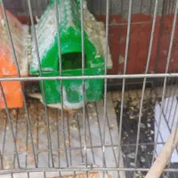 ۶عدد فنج و۶عددتخم|پرنده|حسین آباد, |دیوار