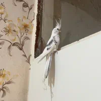 عروس هلندی دوکت البینو|پرنده|لامرد, |دیوار