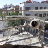 قفس  پرنده محکم عالی