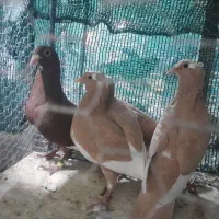 کبوتر نرماده زرد، گلی پلنگ