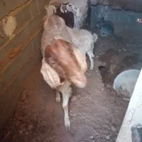 بز و بزغاله ماده|حیوانات مزرعه|پائین جام, |دیوار