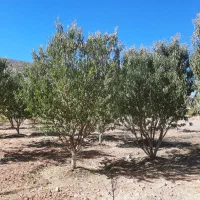 باغ گردو وبادام|فروش دفتر صنعتی، کشاورزی، تجاری|ایلام, |دیوار