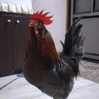 خروس ۶ماهه