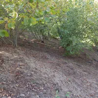 باغ فندق جای بکر|فروش زمین و ملک کلنگی|رحیمآباد, |دیوار