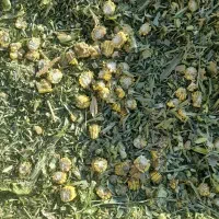 ذرت سیلو علوفه دام کاه یونجه کلش گندم