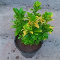 گل های باغچه