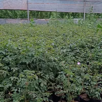 فروش نهال گل محمدی گلدون کاشان اردهال حسنارود|خدمات باغبانی و درختکاری|کاشان, استرک|دیوار