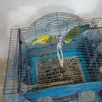 فروش قناری|پرنده|نوشهر, |دیوار