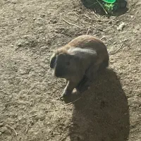 خرگوش ماده|موش و خرگوش|زابل, |دیوار