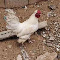 خروس|حیوانات مزرعه|فارسان, |دیوار