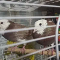 کبوتر توافقی