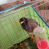 مرغ مینا|پرنده|اسفراین, |دیوار