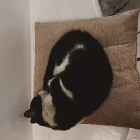 یه گربه پیدا شده