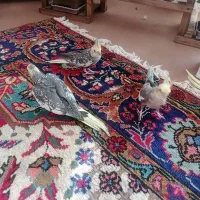 دو عدد عروس نرو ماده