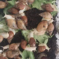 حلزون آلبینو
