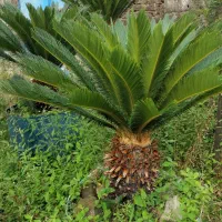 فروش گل سیکاس در رشت بزرگ و کوچک|گل و گیاه طبیعی|رشت, احمد گوراب|دیوار