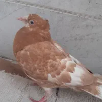 کبوتر|پرنده|شاهینشهر, حاجی آباد|دیوار