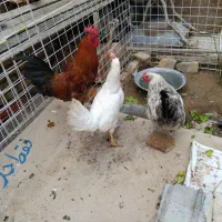 سه عدد مرغ خروس