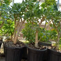 بنسای کراسولا یشم|گل و گیاه طبیعی|کرمانشاه, |دیوار