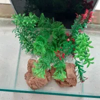 آکواریوم|ماهی|پاکدشت, پاکدشت (مامازند)|دیوار