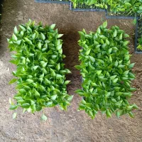 نشا فلفل دلمه