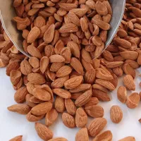 مغز بادام مامایی