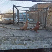 طوقی دم سفید|پرنده|مشهد, محمدآباد|دیوار