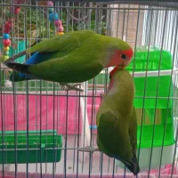 پرنده زینتی