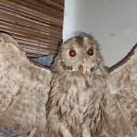 جغد خشک شده|مجسمه، تندیس، ماکت|گرگان, |دیوار