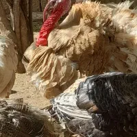 بوقلمون جفتی ۴۵۰۰ تومان
