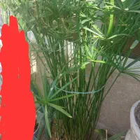 گل طبیعی|گل و گیاه طبیعی|قزوین, |دیوار