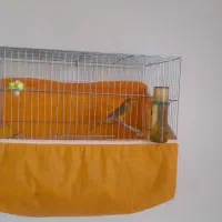 فروش قناری نر مست