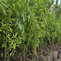 نهال بادام آذر مقاوم و اقتصادی