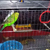 مرغ عشق نروماده